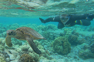 シニアダイビング